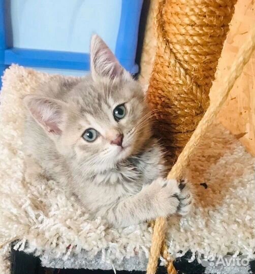 Котёнок ищет дом