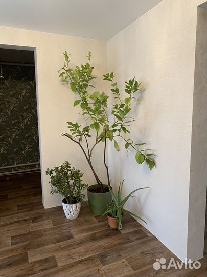 Лимонное дерево