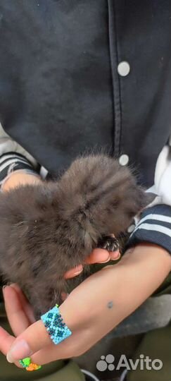 Котенок-найденыш