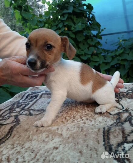 Щенки Джек рассел терьер