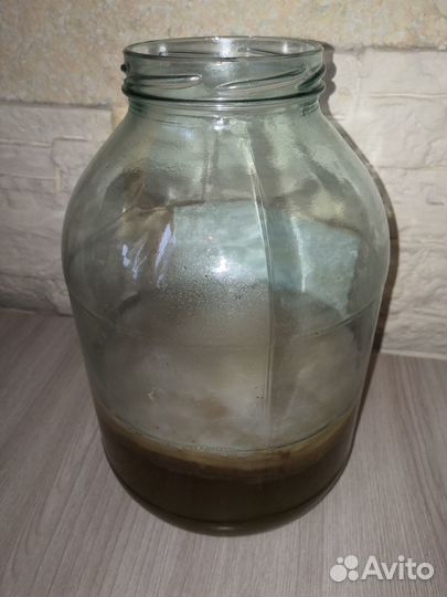 Чайный гриб