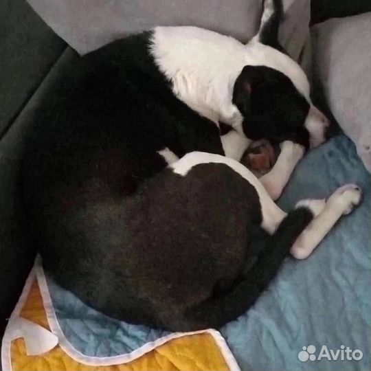 Стаффорд бесплатно