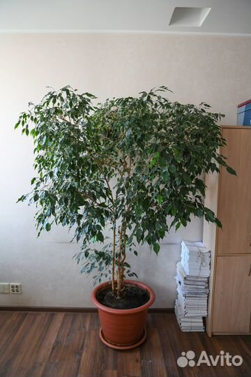 Фикус Бенджамина