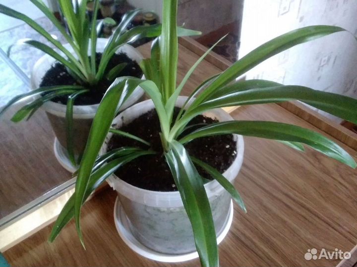 Хлорофитум