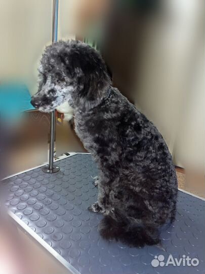 Стрижка кошек, груминг собак г. Иваново