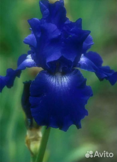Ирис бородатый