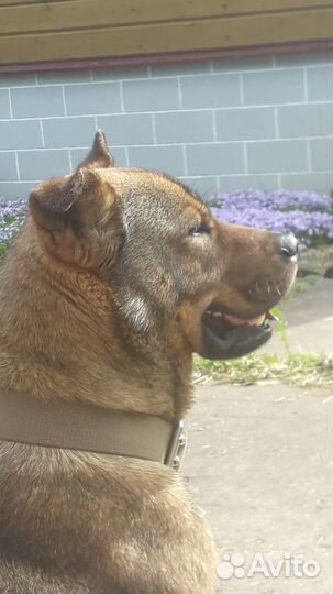 Вязка кобель