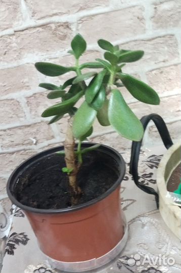 Толстянка (денежное дерево)