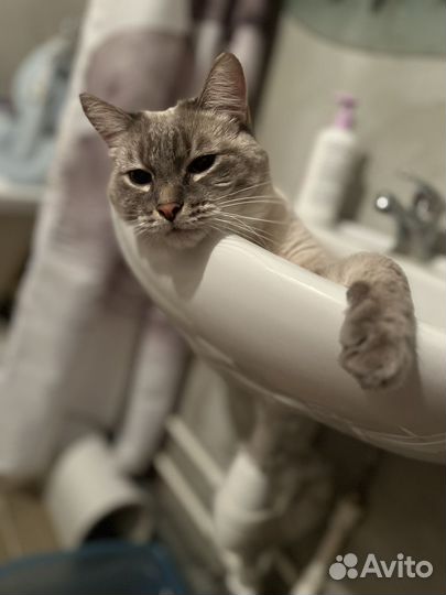 Кот