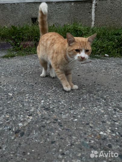 Красивый кот