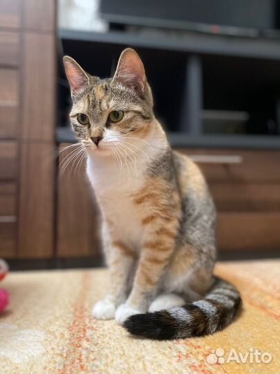 Трехцветная кошка в добрые руки