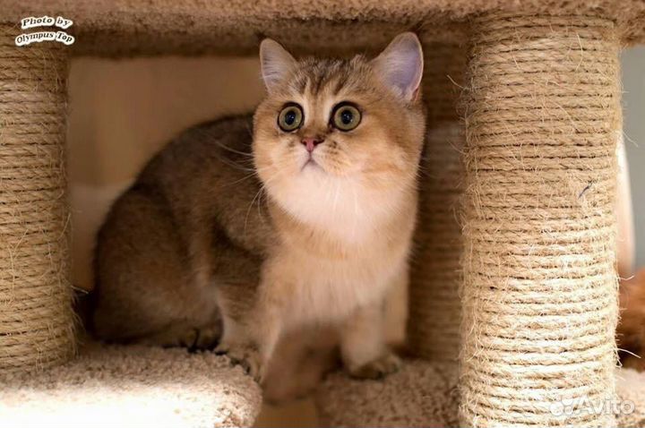 Британская