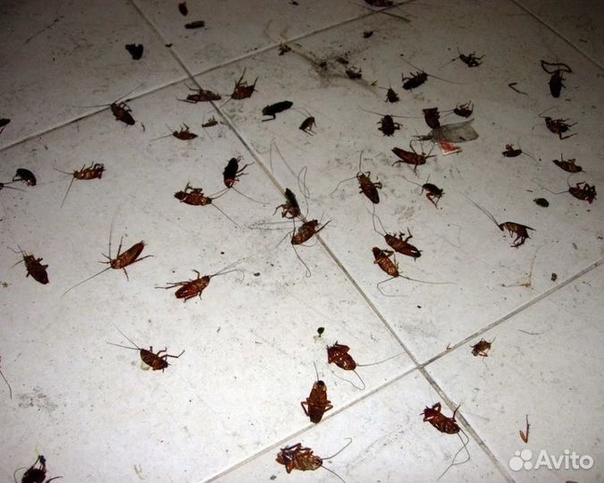 Дезинфекция. Травля тараканов, клопов. Качество