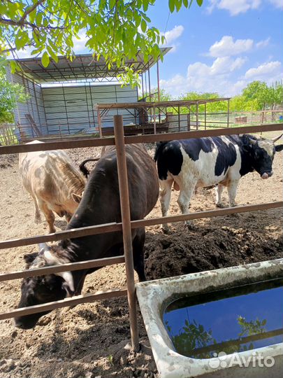 Быки на племя