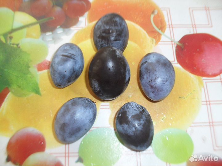 Чернослив - саженец