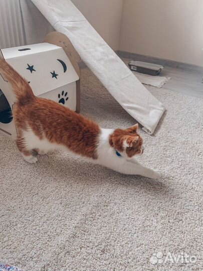 Передержка кошек на время отпуска