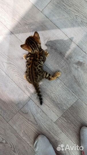Бенгальские котята