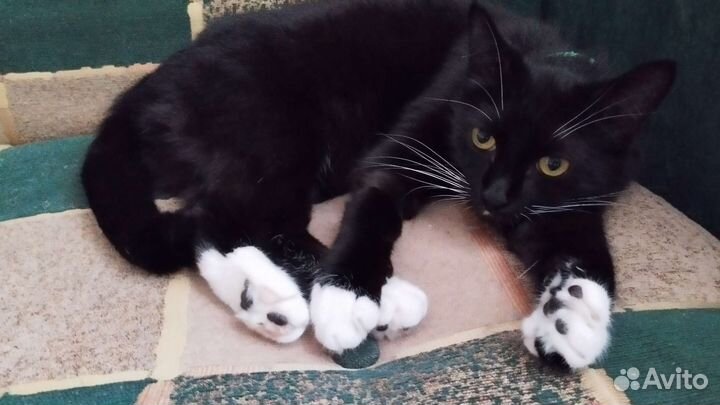 Передержка животных