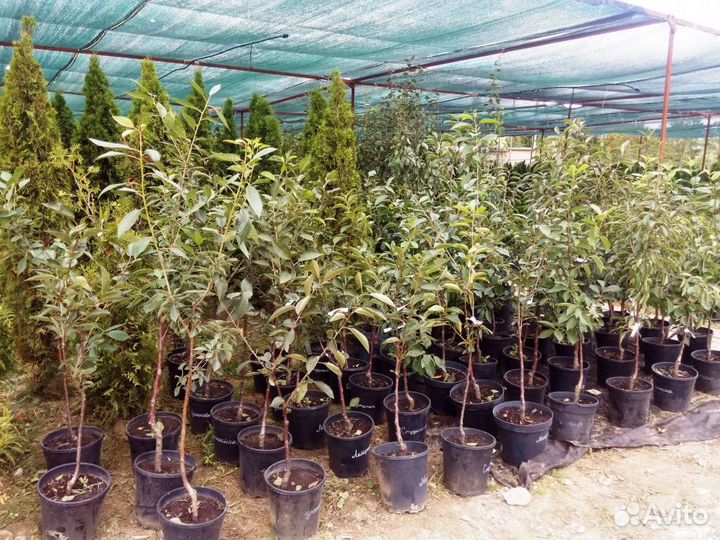 Плодовые декоративные деревья