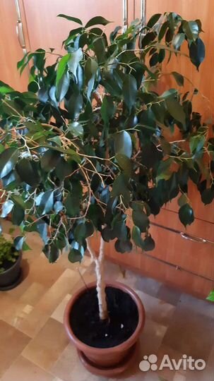 Фикус бенджамина большой