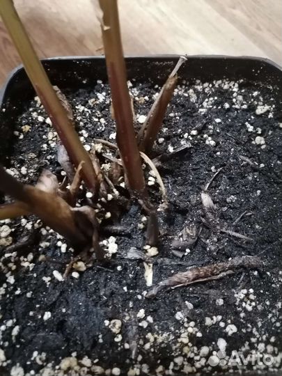 Калатея орбифолия