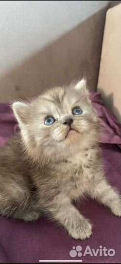 Полосатики шотландские