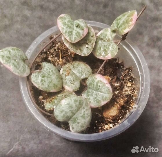 Церопегия вариегатная и мюленбекия