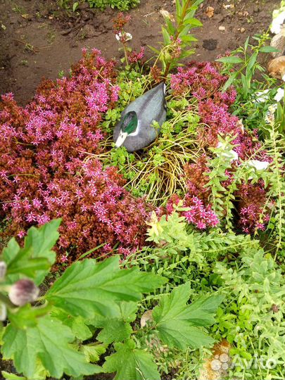 Анемона японская, очиток (красные)