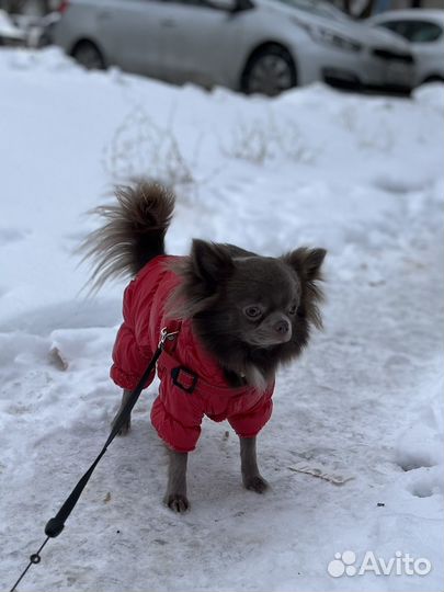 Кабель для вязки Чихуахуа