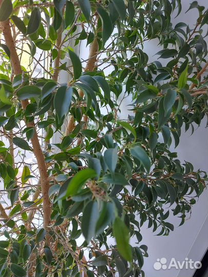 Фикус бенджамина