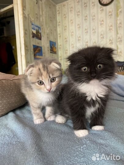 Котята усатые друзья