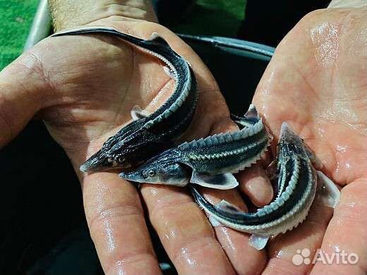 Царь рыба, малек для зарыбления