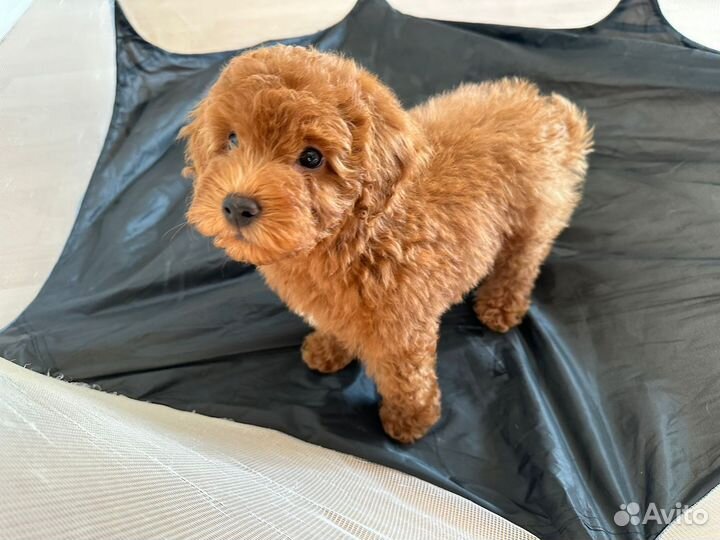 Щенки той пуделя