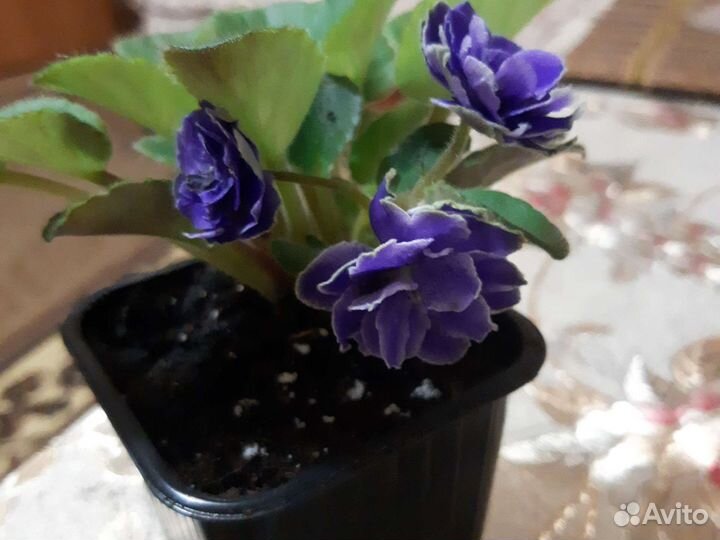 Детки,листья сортовых фиалок