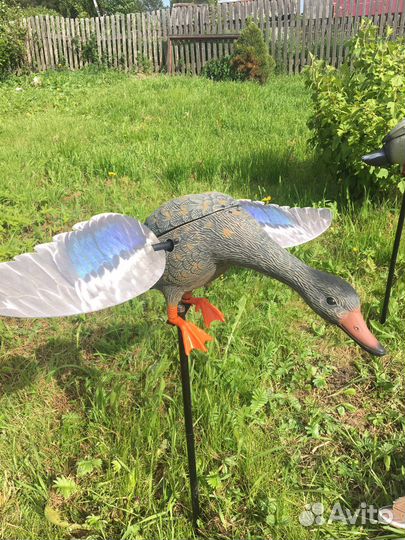 Утка махокрыл