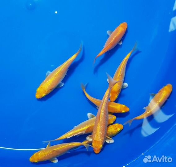 Зимостойкие Карп Кои: Яркая Порода