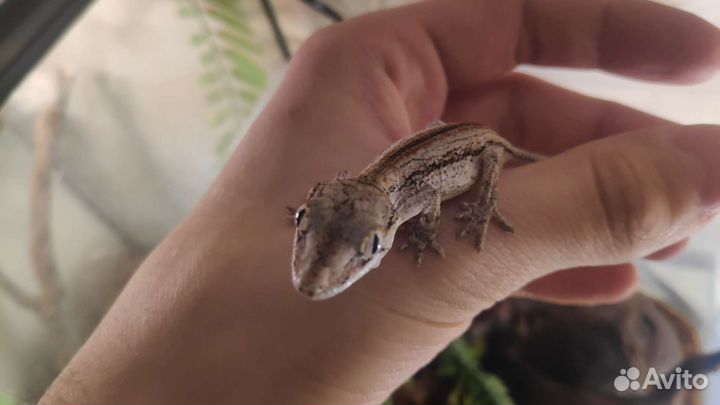 Ушастые бананоеды