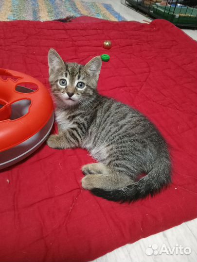 Котик бесплатно в добрые руки