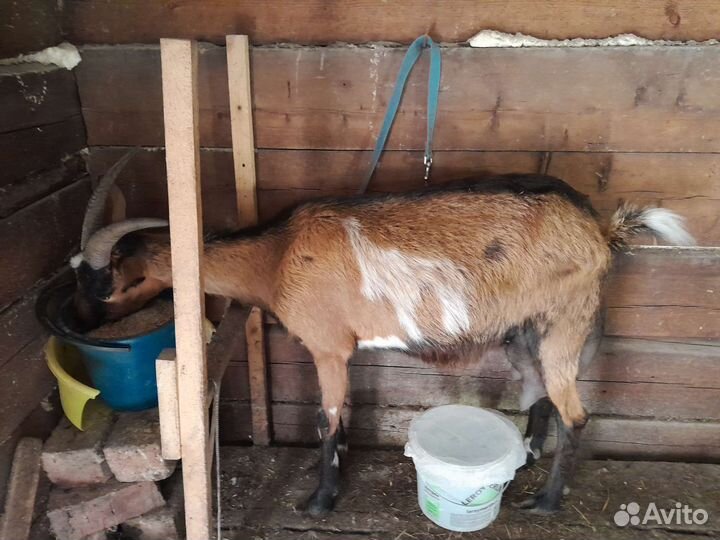 Коза дойная