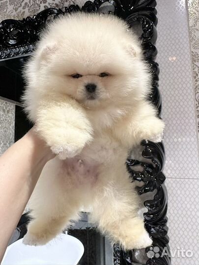Померанский шпиц медвежьего типа