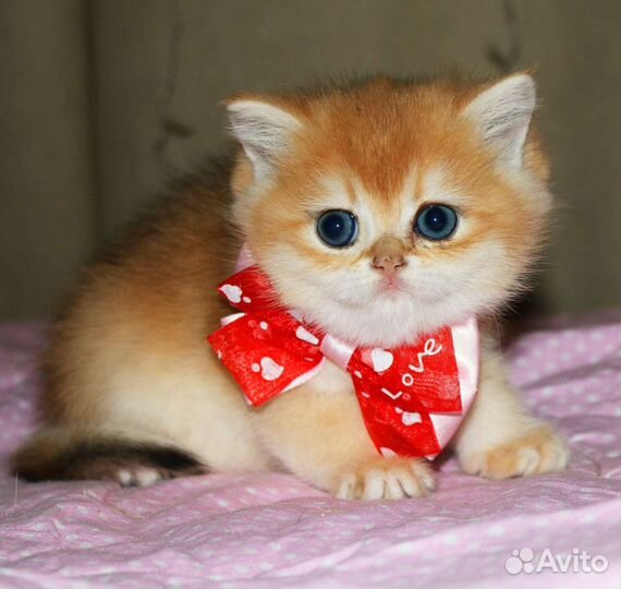 Британские золотые и серебристые шиншиллы