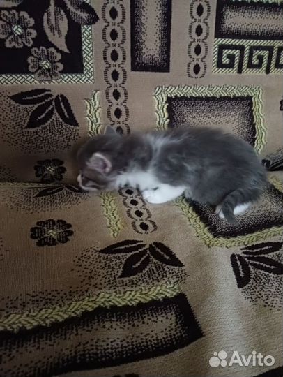 Кошка в дар бесплатно