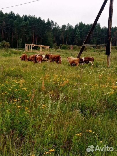 Бычки элитные казахские белоголовые герефорд