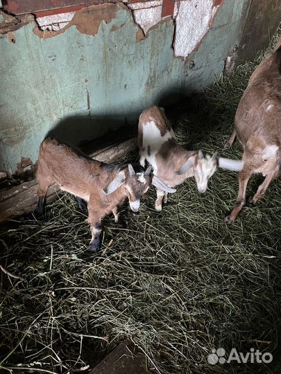 Нубийские козы