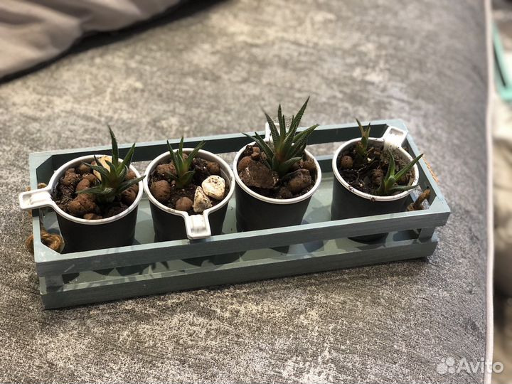 Суккуленты