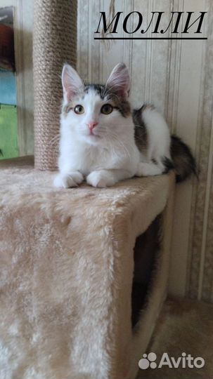 Котики ищут добрые руки