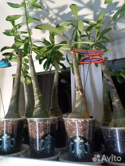 Цветы для дома Адениумы