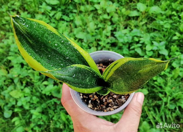 Сансевиерия сортовая