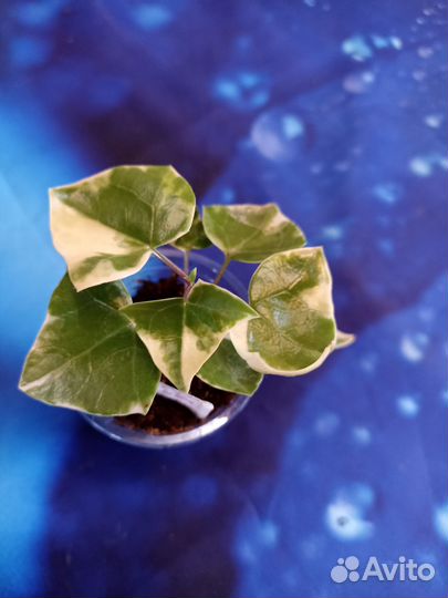 Цветы комнатные