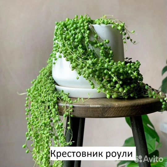 Крестовник